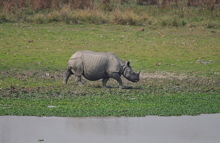 مأساة في محمية بجنوب إفريقيا ..  وحيد قرن يقتل ناشطاً كرّس حياته لحمايته