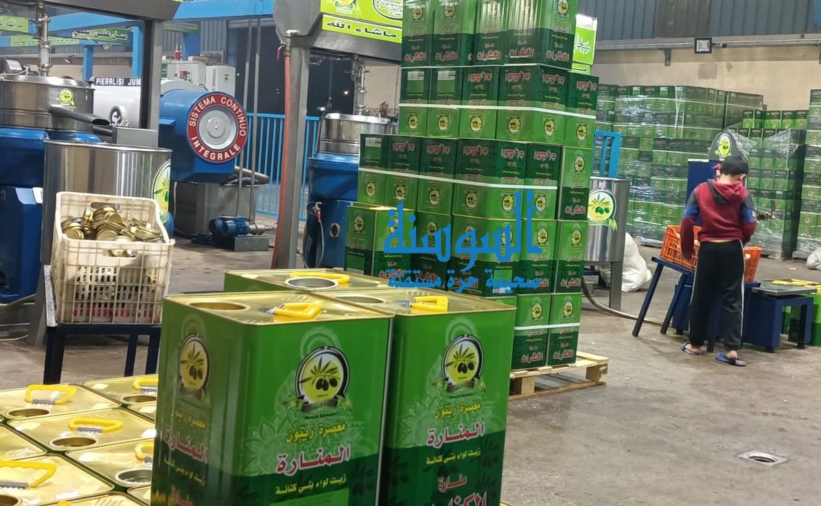 أزمة الزيتون تتفاقم: إنتاج ضعيف وأسعار مرتفعة وانتشار الغش