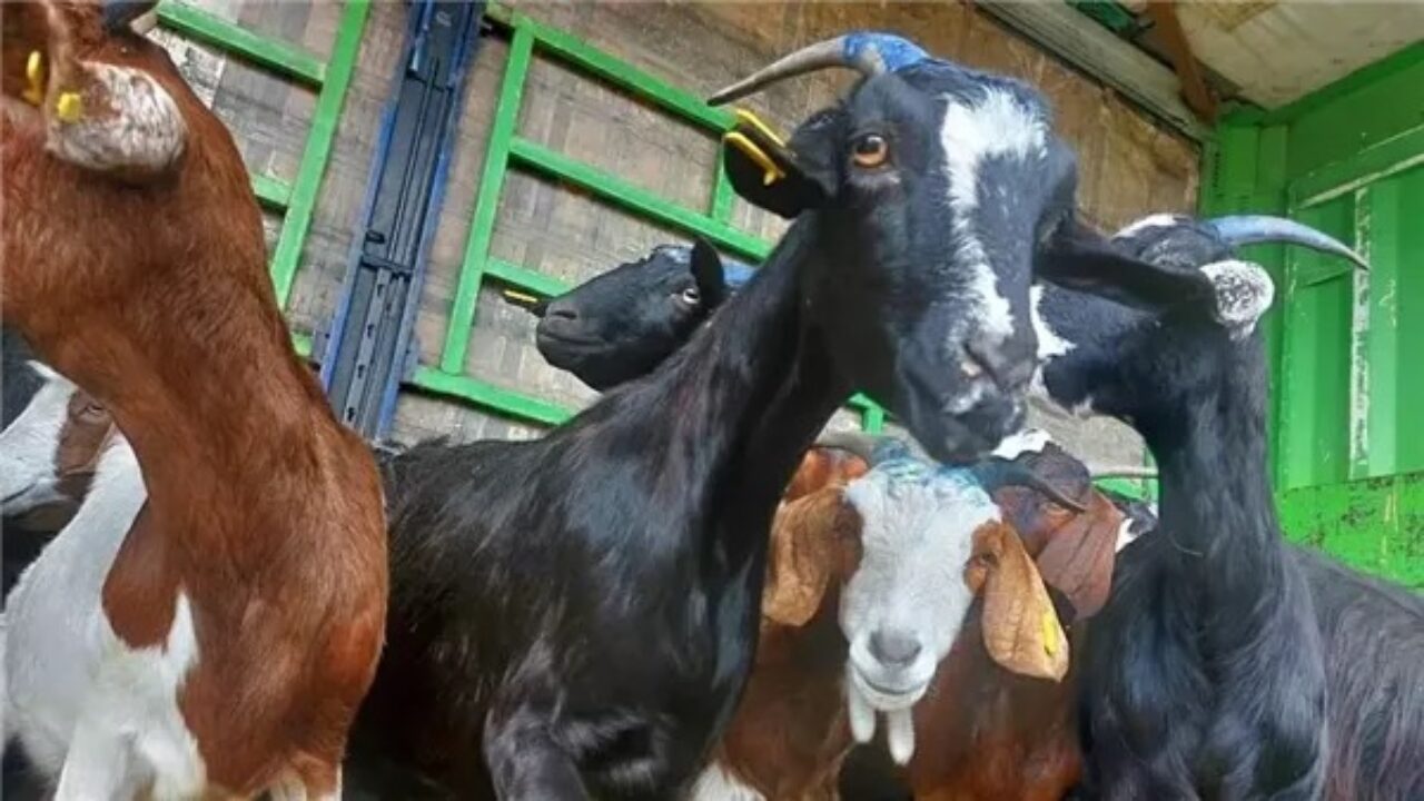 القبض على سارقي أغنام في بني كنانة