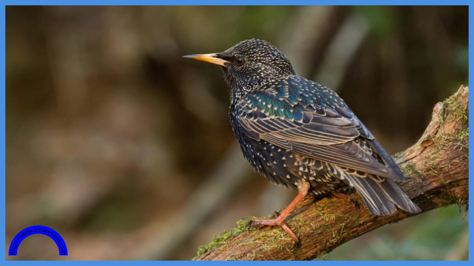 10 ملايين طائر مهاجر يعبرون سماء الأردن سنوياً