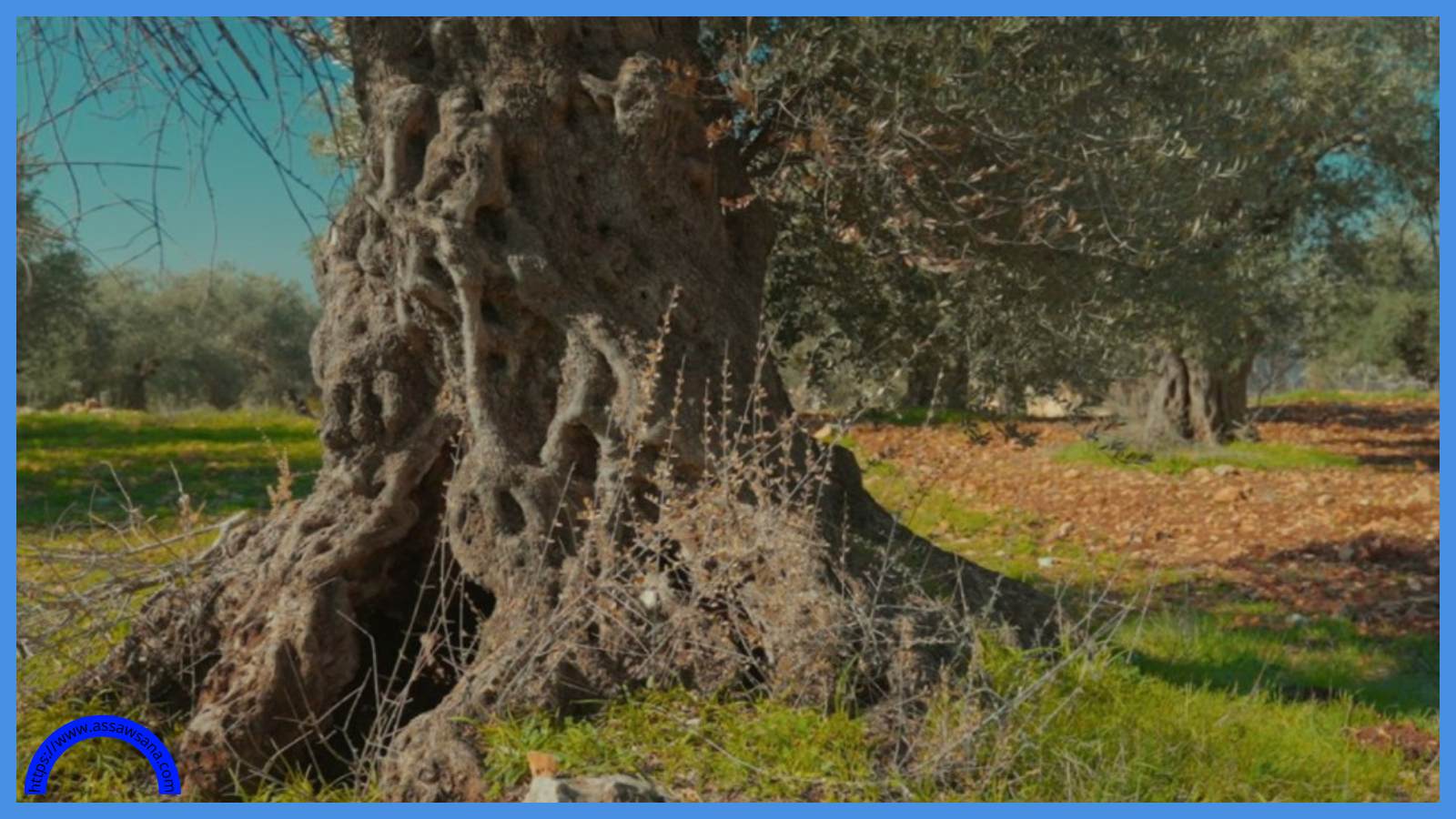 الأردن ..  إدراج شجرة زيتون المهراس على قائمة التراث لليونسكو