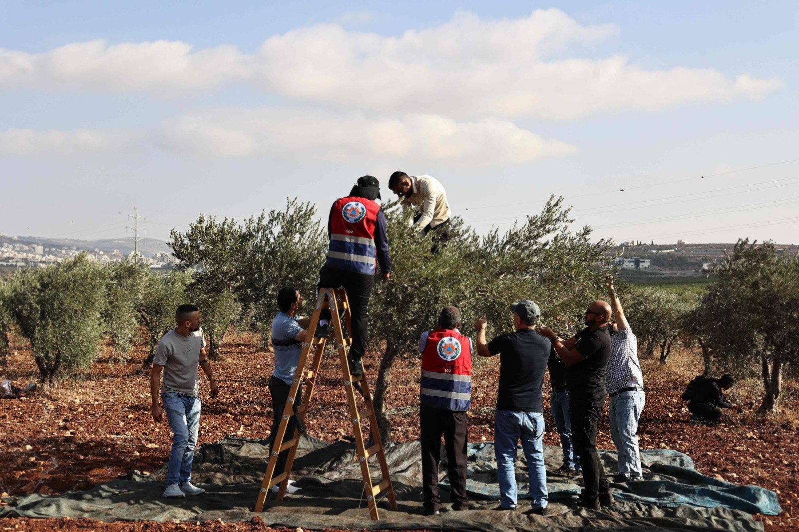 الأمم المتحدة: 126 هجمة تخرب آلاف أشجار الزيتون في الضفة الغربية 