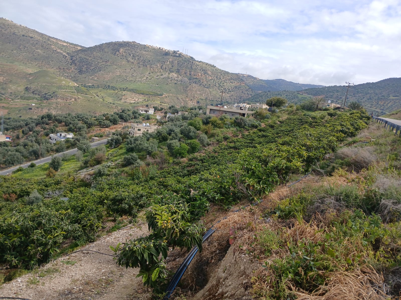 عجلون ..  مشروع راجب الزراعي يعزز التنمية المستدامة