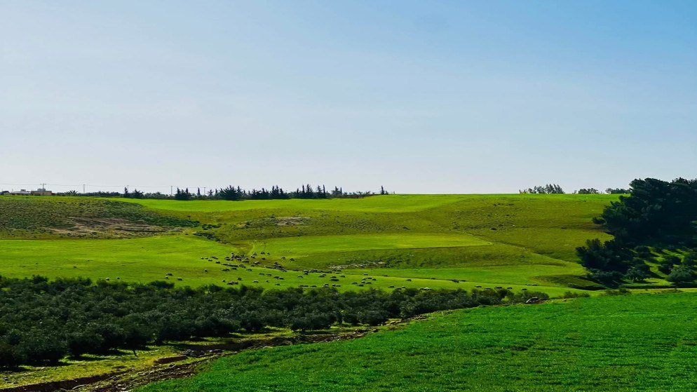 ربيع إربد يستقطب آلاف المتنزهين في الجمعة الأخيرة قبل شهر رمضان