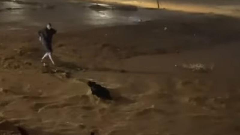 مواطن ينقذ طالبة جامعية من السيول في الكرك  ..  فيديو