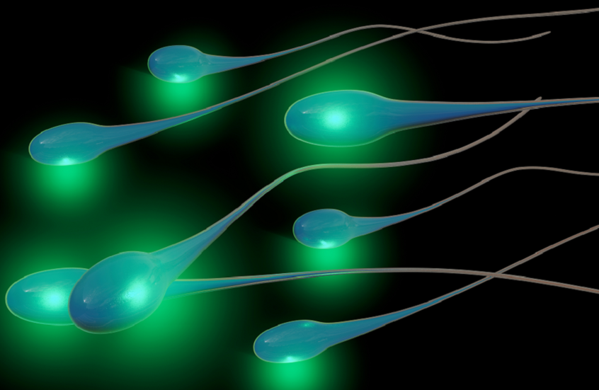 ساعة شيخوخة خفية في الحمض النووي الريبوزي للحيوانات المنوية