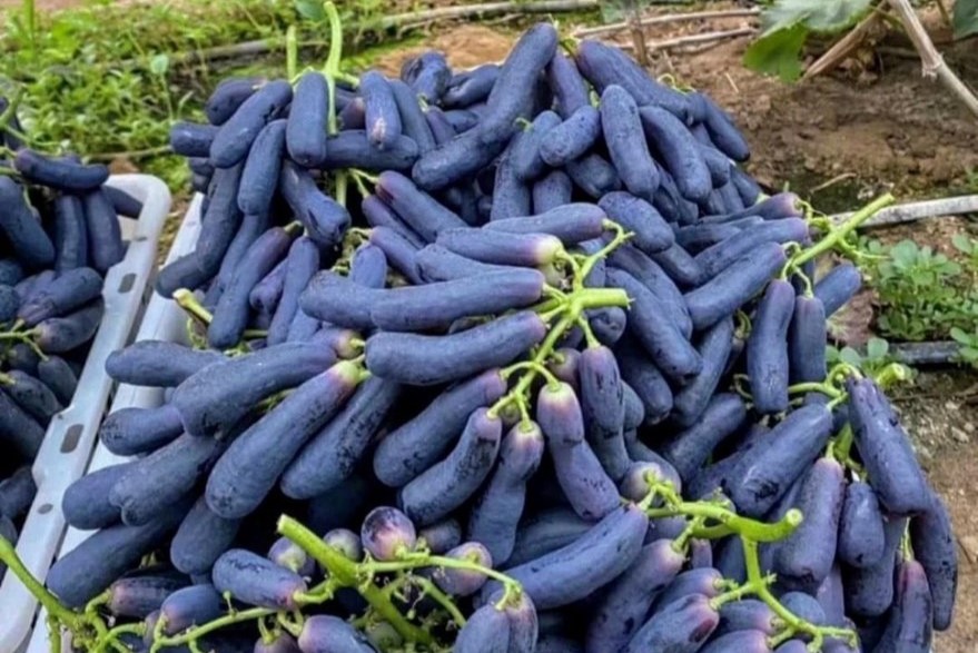 صنف عنب جديد يطرق أبواب الأسواق