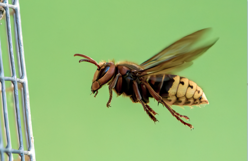 بوتوكس طبيعي  ..  سمّ النحل يحارب التجاعيد خلال أسابيع