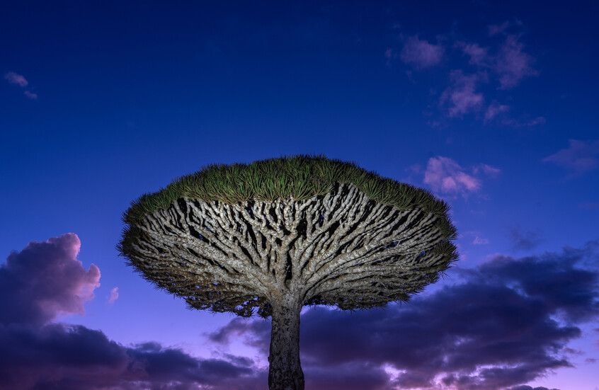 أكثر من 400 سائح عالقون في سقطرى 