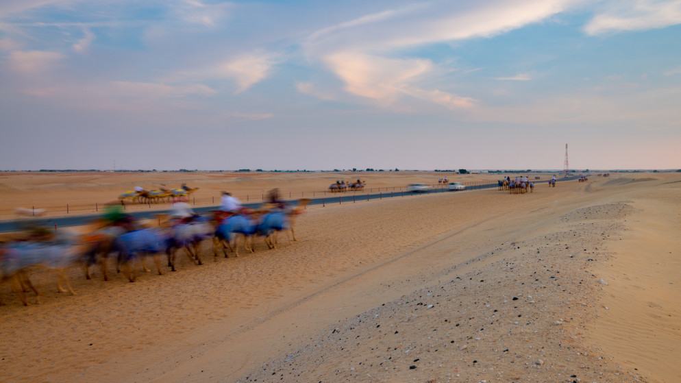 روان صلاح تحصد المركز الأول في جائزة زايد لسباقات الهجن