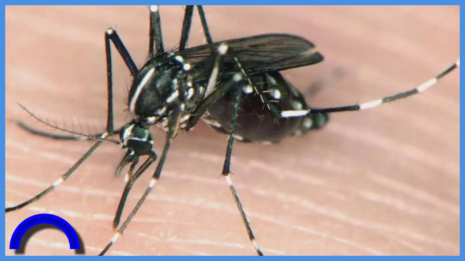 ما هي ذبابة النمر الأسود التي أرعبت الأردنيين