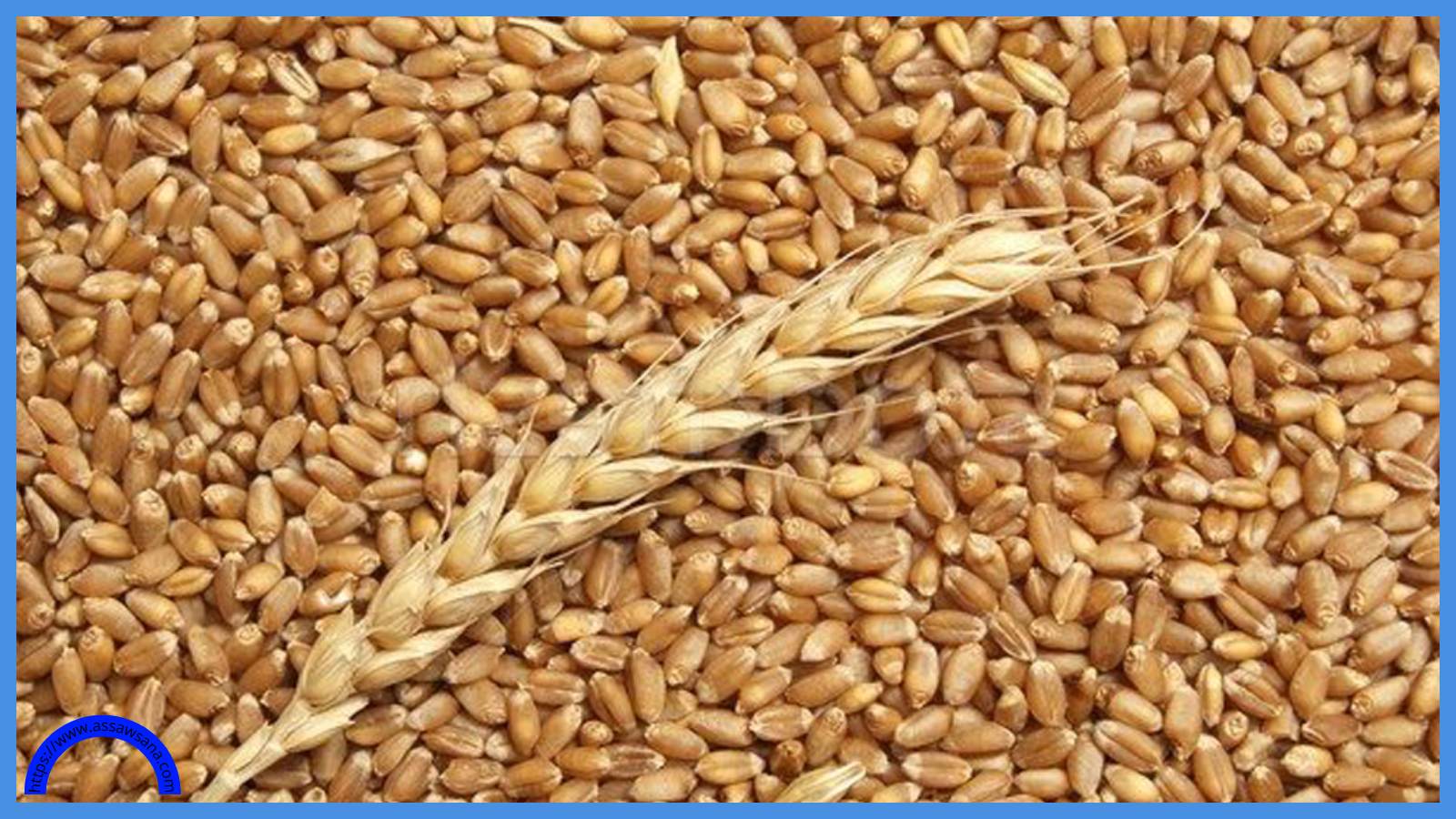 عطاء لشراء كميات من القمح