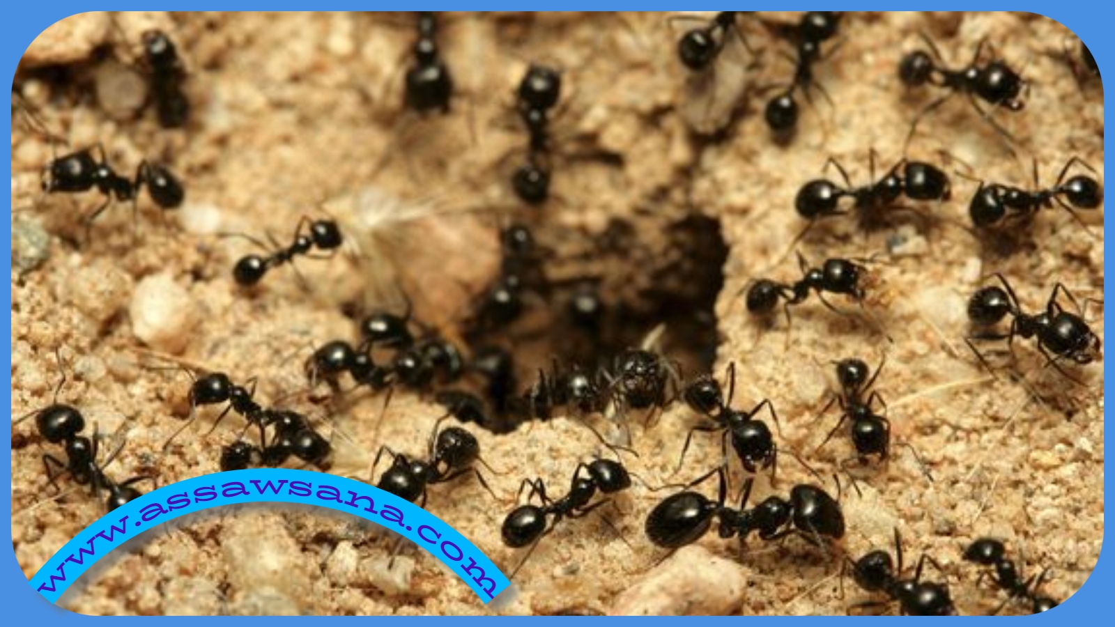 تفسير رؤية النمل الصغير في الحلم 