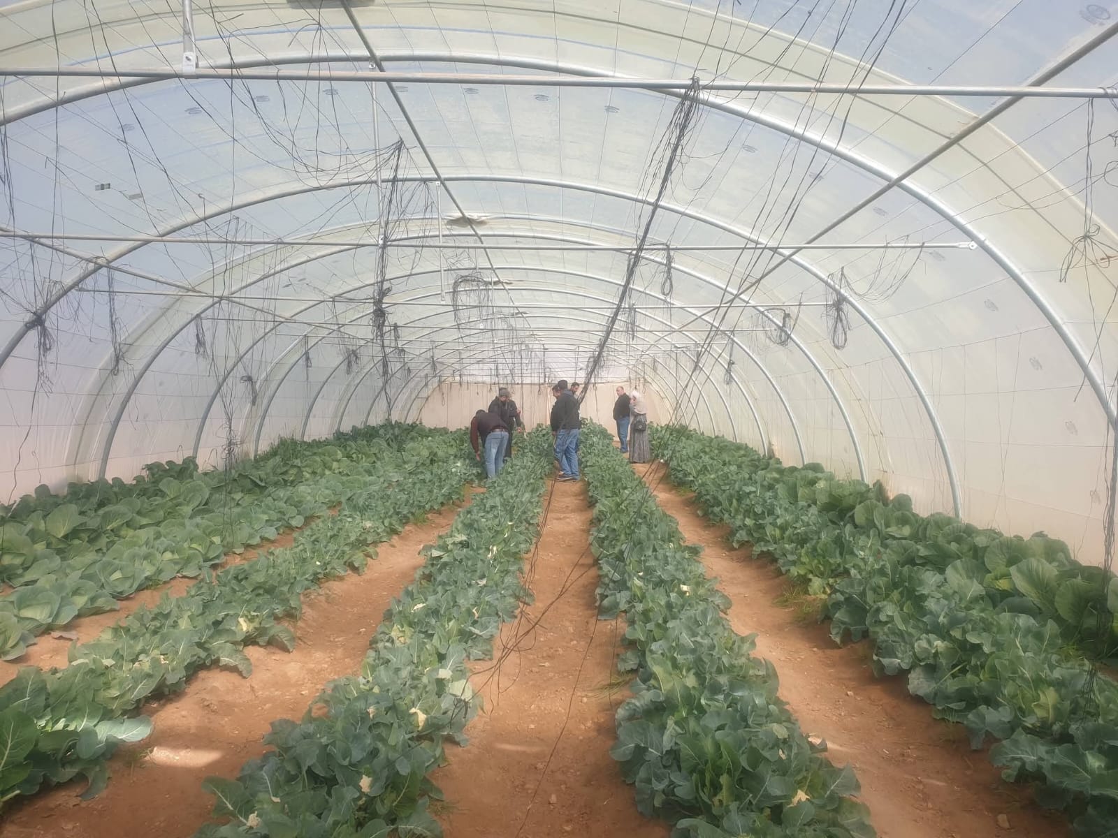 دعوة للمزارعين لحراثة أراضيهم للاستفادة من الأمطار 