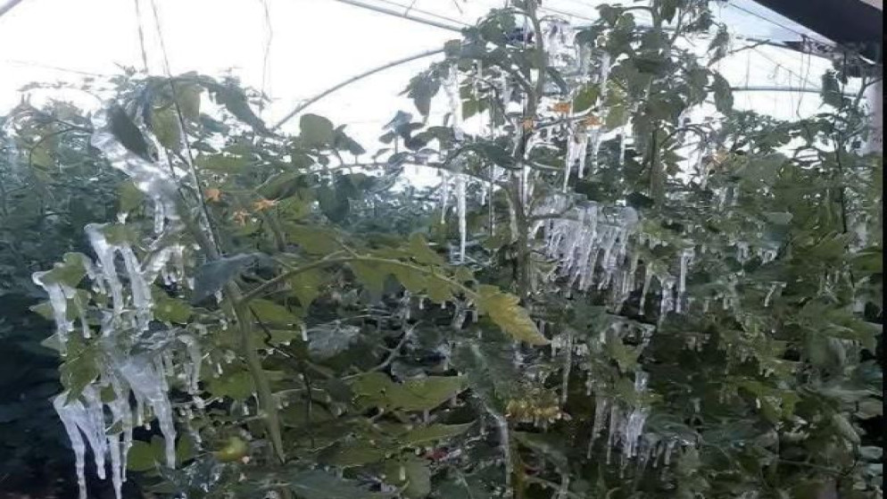 الصقيع يطرق الأبواب: خطر يهدد المزروعات وصحة الإنسان 