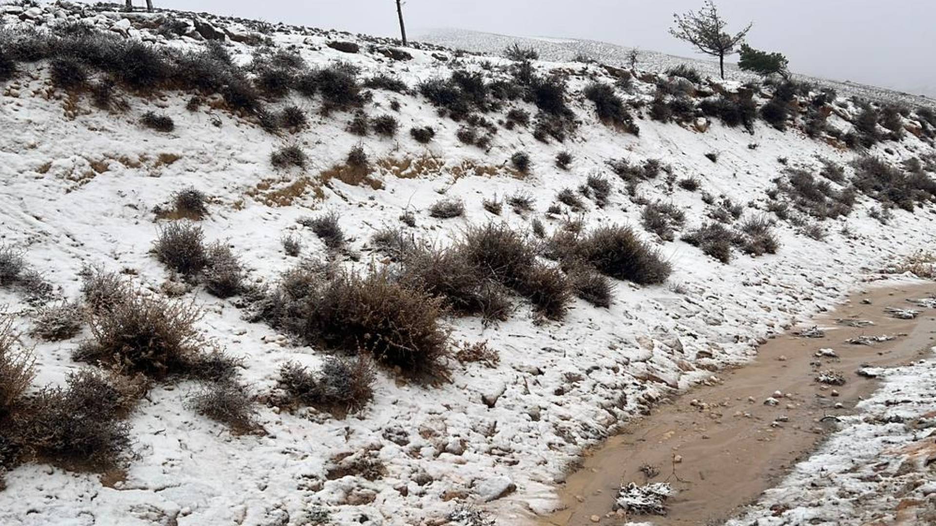 الزائر الأبيض يطرق أبواب الجنوب صباح الخميس 