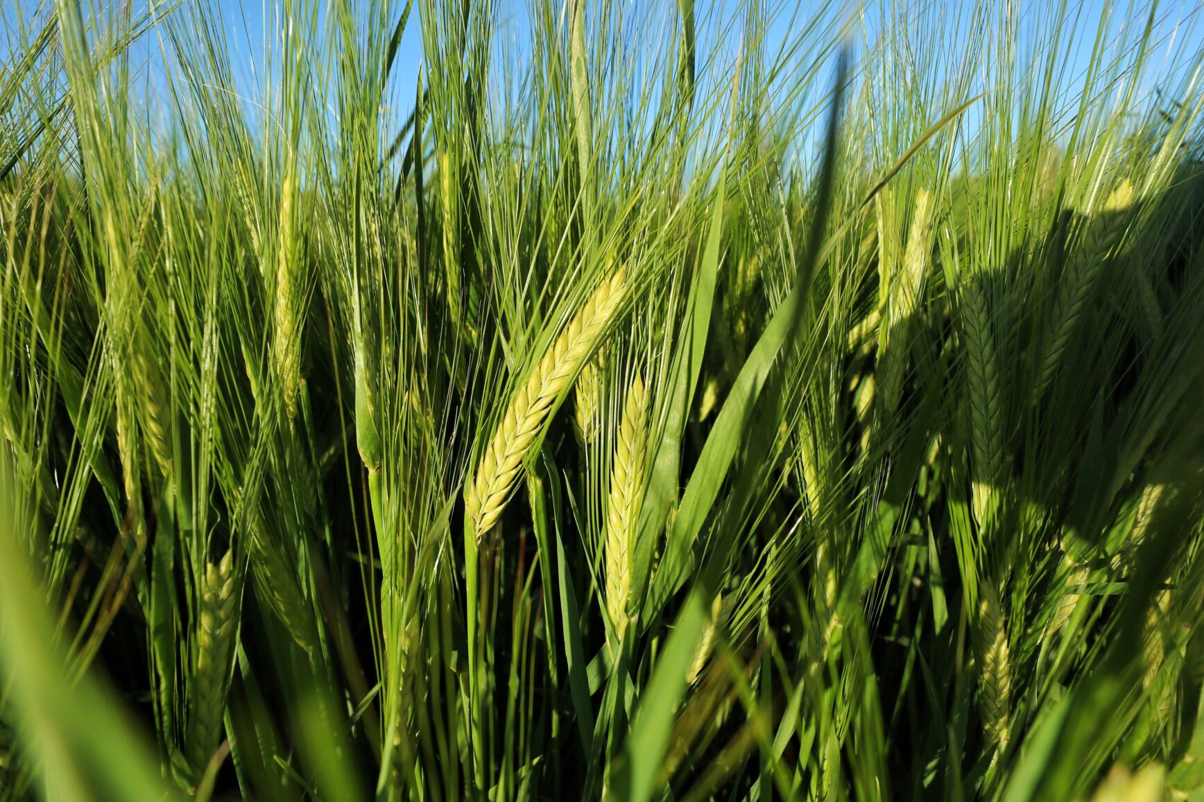 زراعة الأزرق تدعو مزارعي القمح والشعير للتسجيل للحصول على شهادات المنشأ