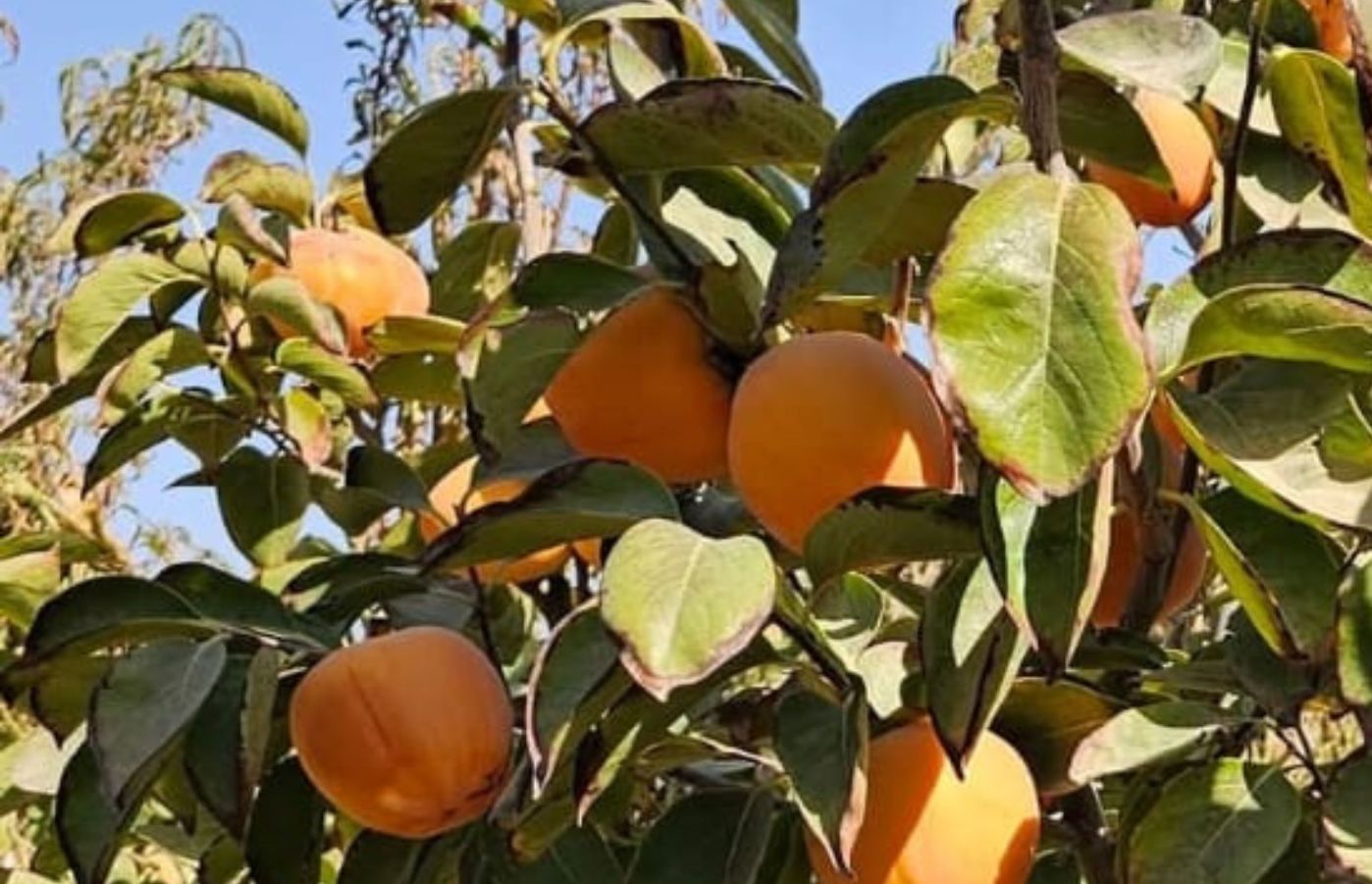 المفرق: نجاحات لافتة بزراعة الكاكا 