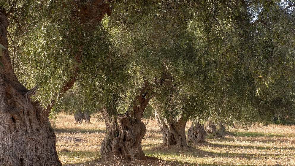 إدراج شجرة المهراس على قائمة التراث الثقافي العالمي