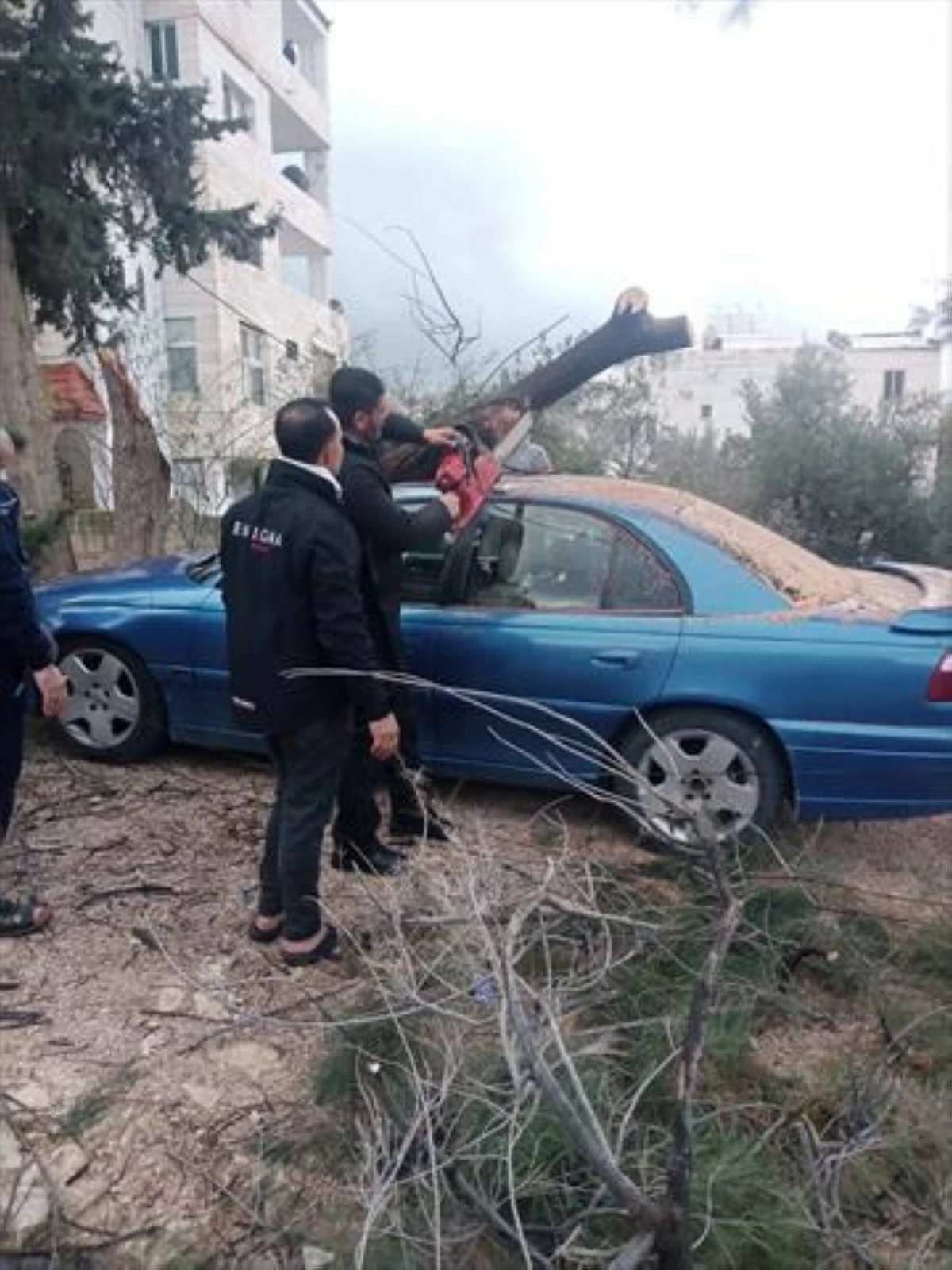 زراعة الكورة تتعامل مع سقوط ثلاث أشجار