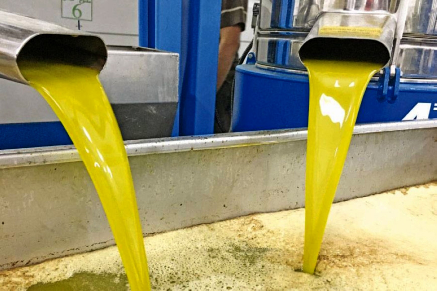 بدء العمل بمعاصر الزيتون منتصف الشهر الحالي