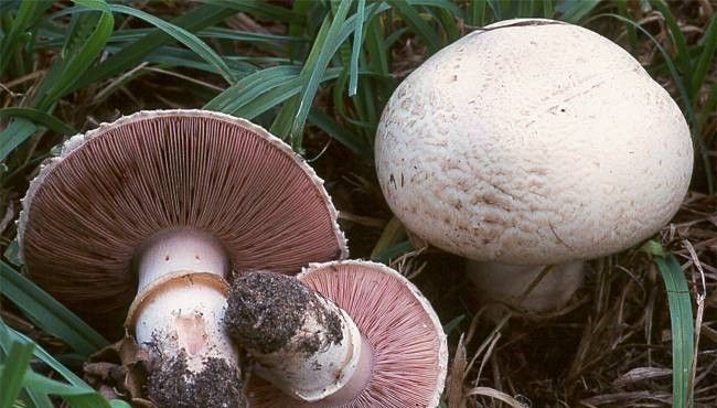 التسمم بالفطر البري يصل مستشفى دير أبي سعيد… وتحذيرات للسلامة