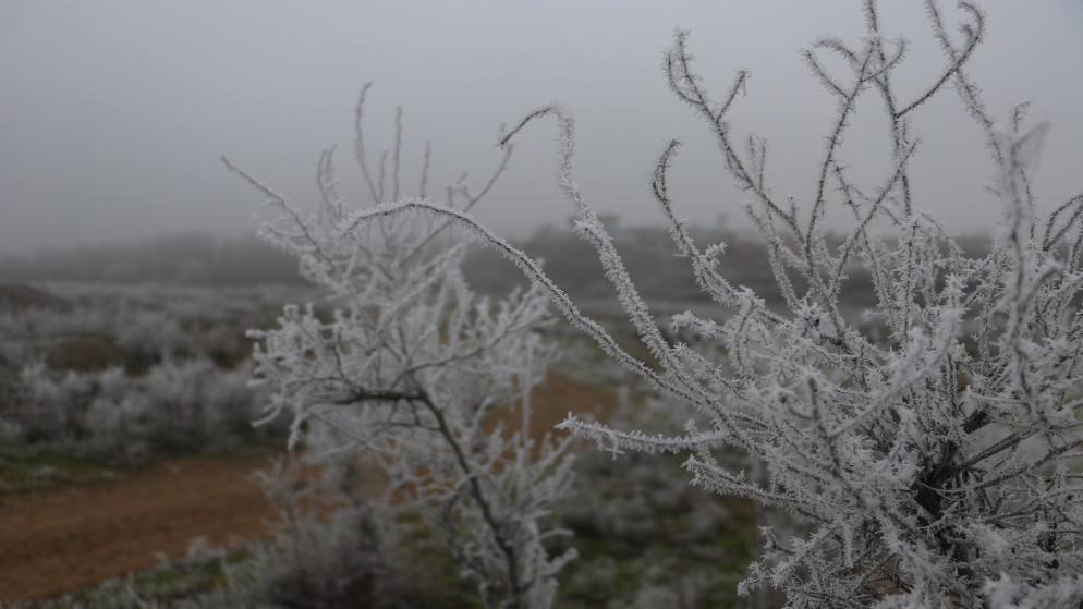 الأرصاد تدعو للحذر ليلاً وصباحاً بسبب الصقيع والضباب