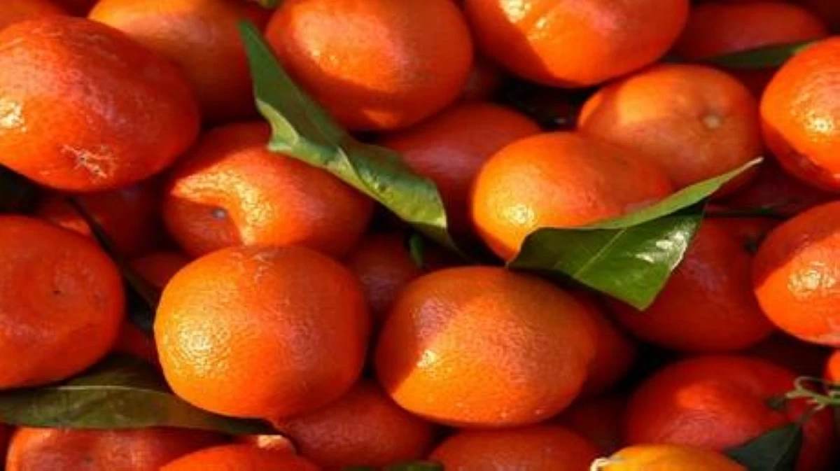 اليوسفي بين الفوائد والمخاطر: نصائح مهمة لمرضى المعدة