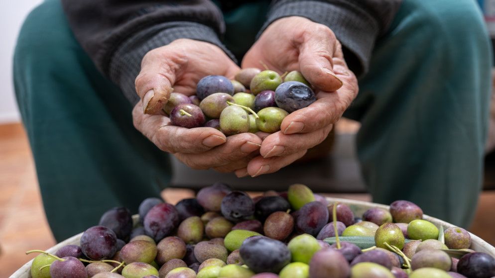 زراعة جرش تتوقع تراجع إنتاج الزيتون 90%