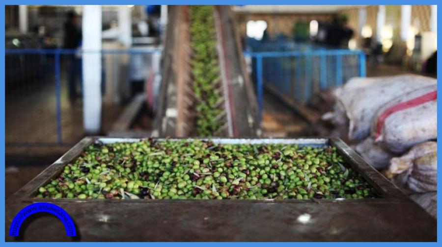 ارتفاع تاريخي لأسعار زيت الزيتون في الأردن  ..  تفاصيل