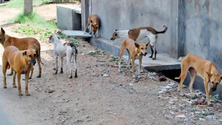 غضب واسع بعد وفاة طفلة بسبب هجوم كلاب