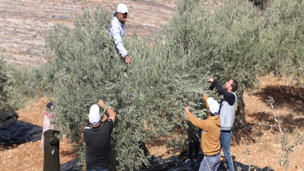 الأمم المتحدة: هجمات المستوطنين تتصاعد بالضفة الغربية