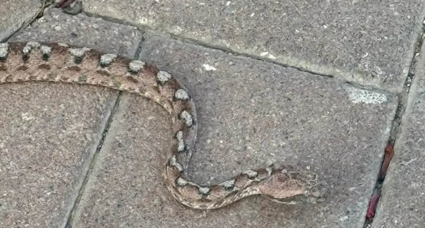 مدينة إسرائيلية تعيش فيلم رعب ..  بسبب الثعابين