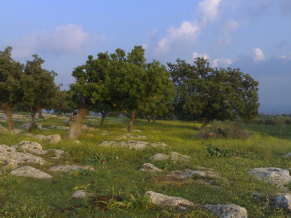 إلى أهل إربد ..  ماذا تعرفون عن مندح