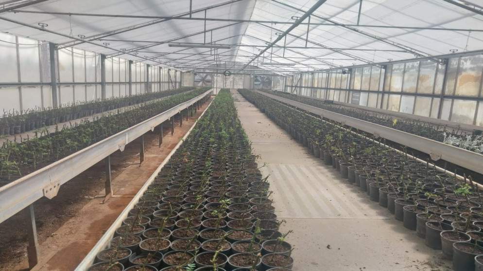 مشتل فيصل الحرجي يتجاوز خطته الإنتاجية بنسبة 150%