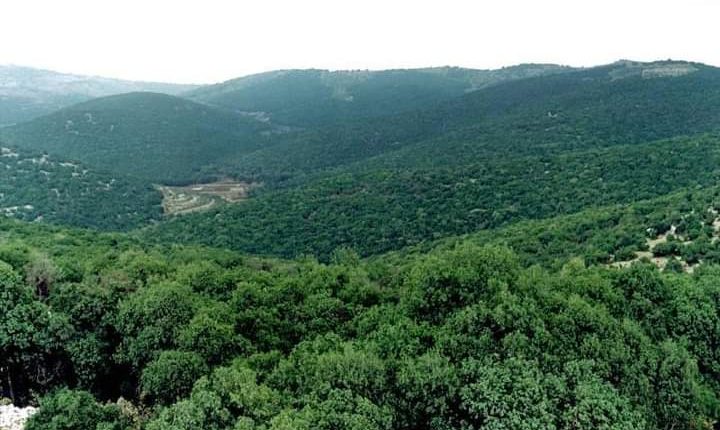دعوات لحماية الثروة الحرجية في عجلون