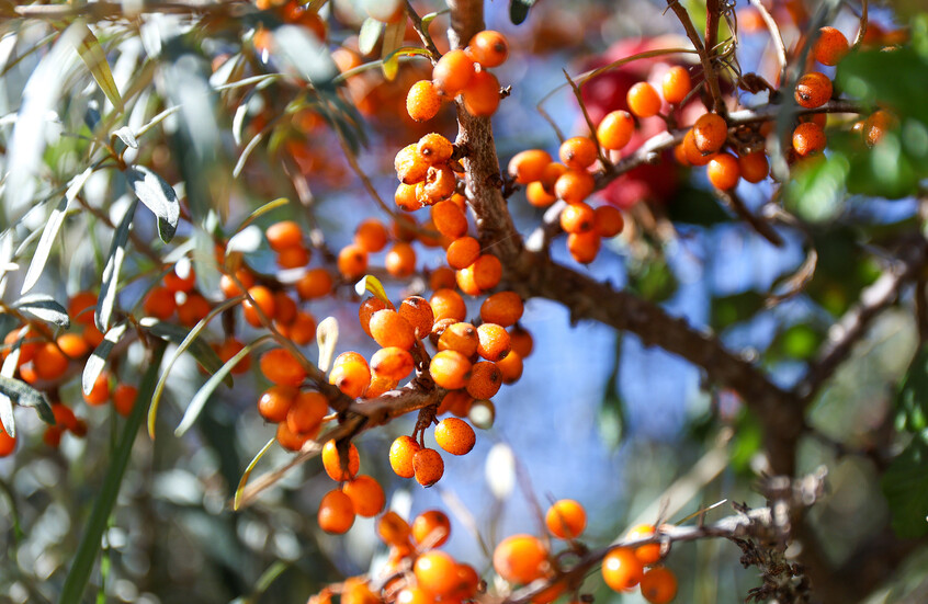 ثمرة صغيرة تحارب 3 أمراض قاتلة وتكافح التجاعيد