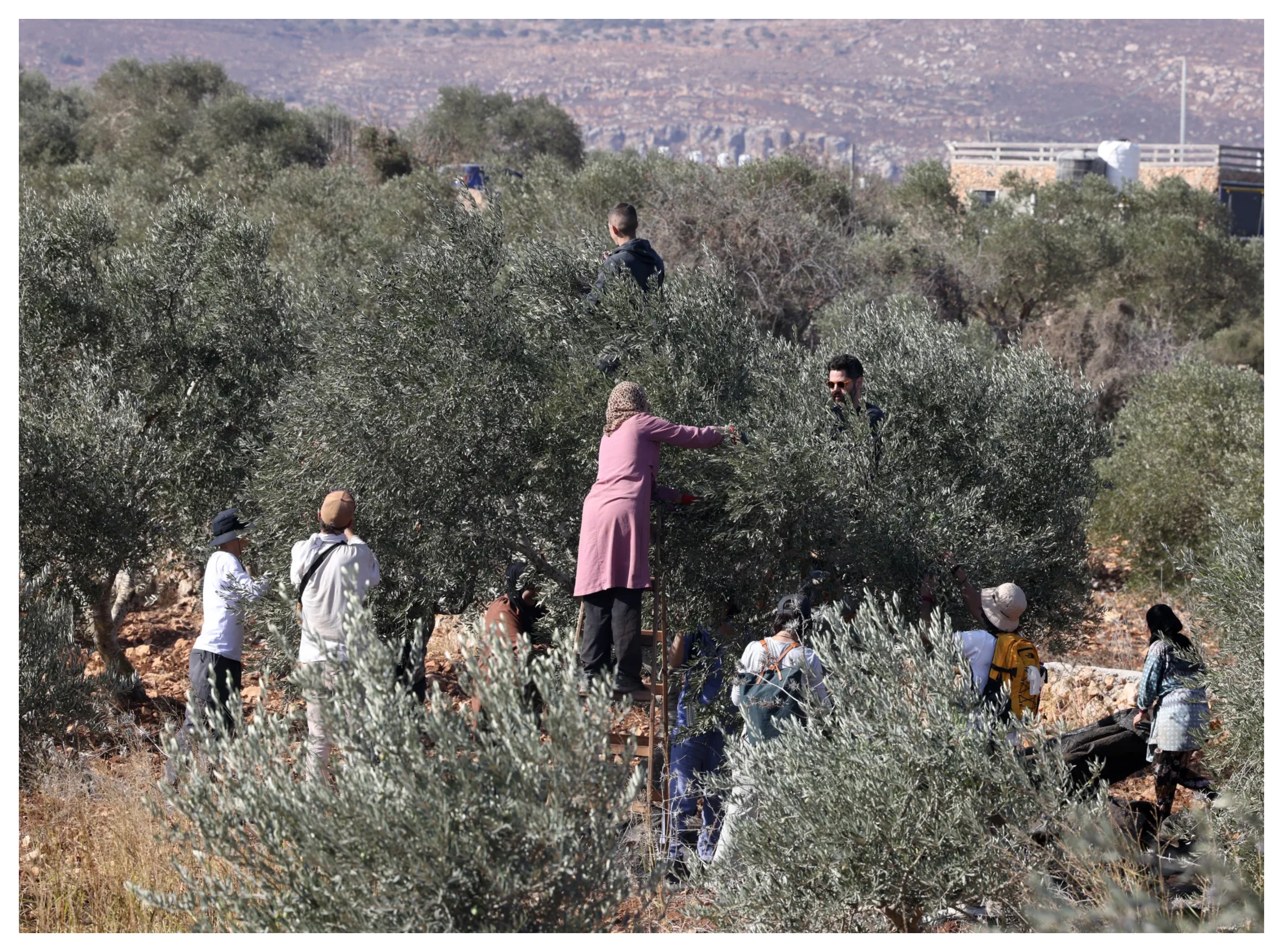 مستوطنون يتلفون 850 شجرة في الضفة المحتلة