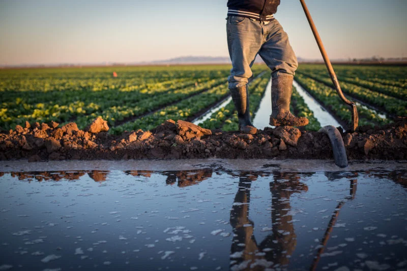 الأمطار تغسل التربة من الأملاح مما ينعكس إيجابًا على المزروعات