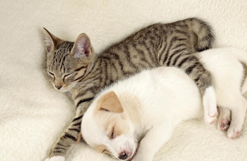 تحذير من عدوى خطيرة تنتقل من الحيوانات إلى البشر