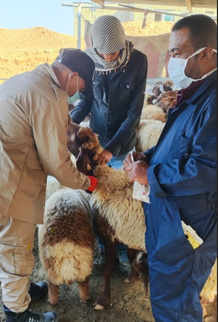 بدء حملة الترقيم الإلكتروني للمواشي في الأغوار الشمالية