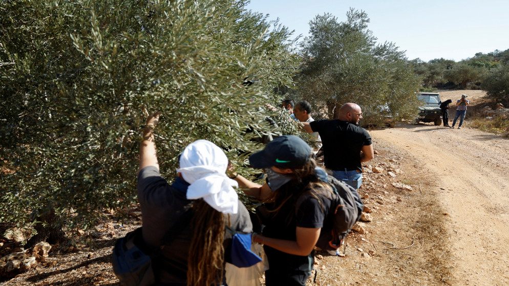 الاحتلال يقتلع 135 شجرة زيتون في سلفيت