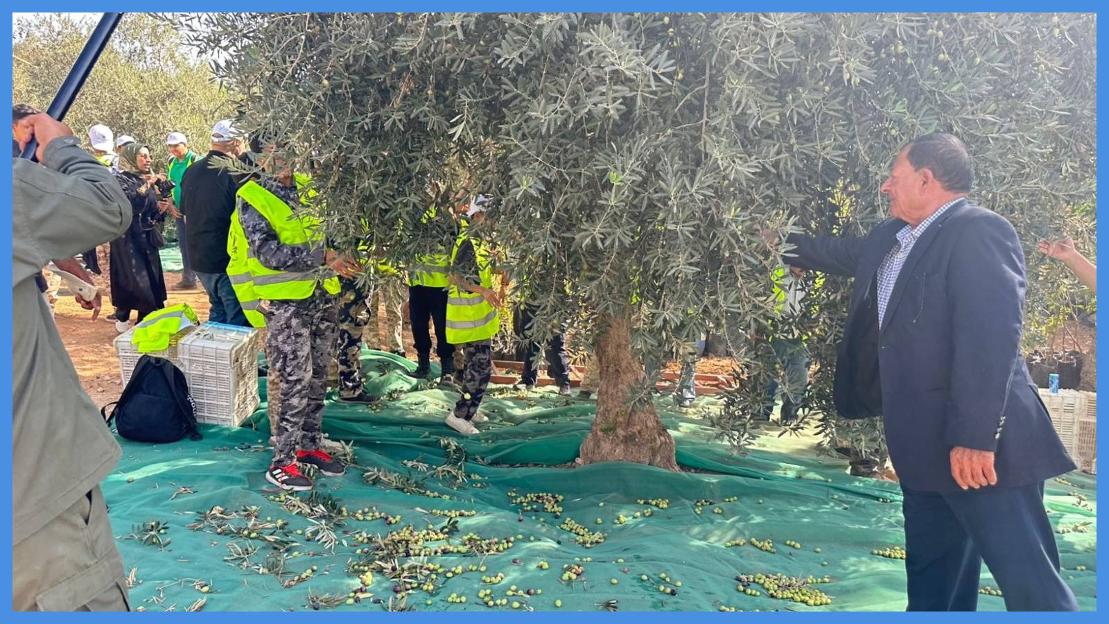 محافظات تحتفل باليوم الوطني لقطاف الزيتون