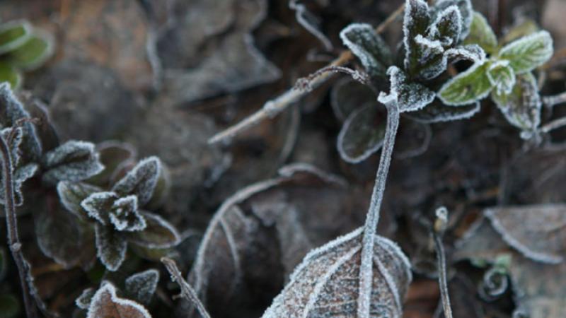 الأرصاد تحذر من تشكل الصقيع في ساعات الصباح الباكر