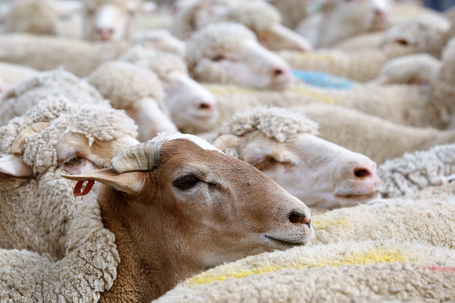 عريس يسرق أغناماً يوم زفافه ليقدّمها عشاءً للمدعوين… والنتيجة