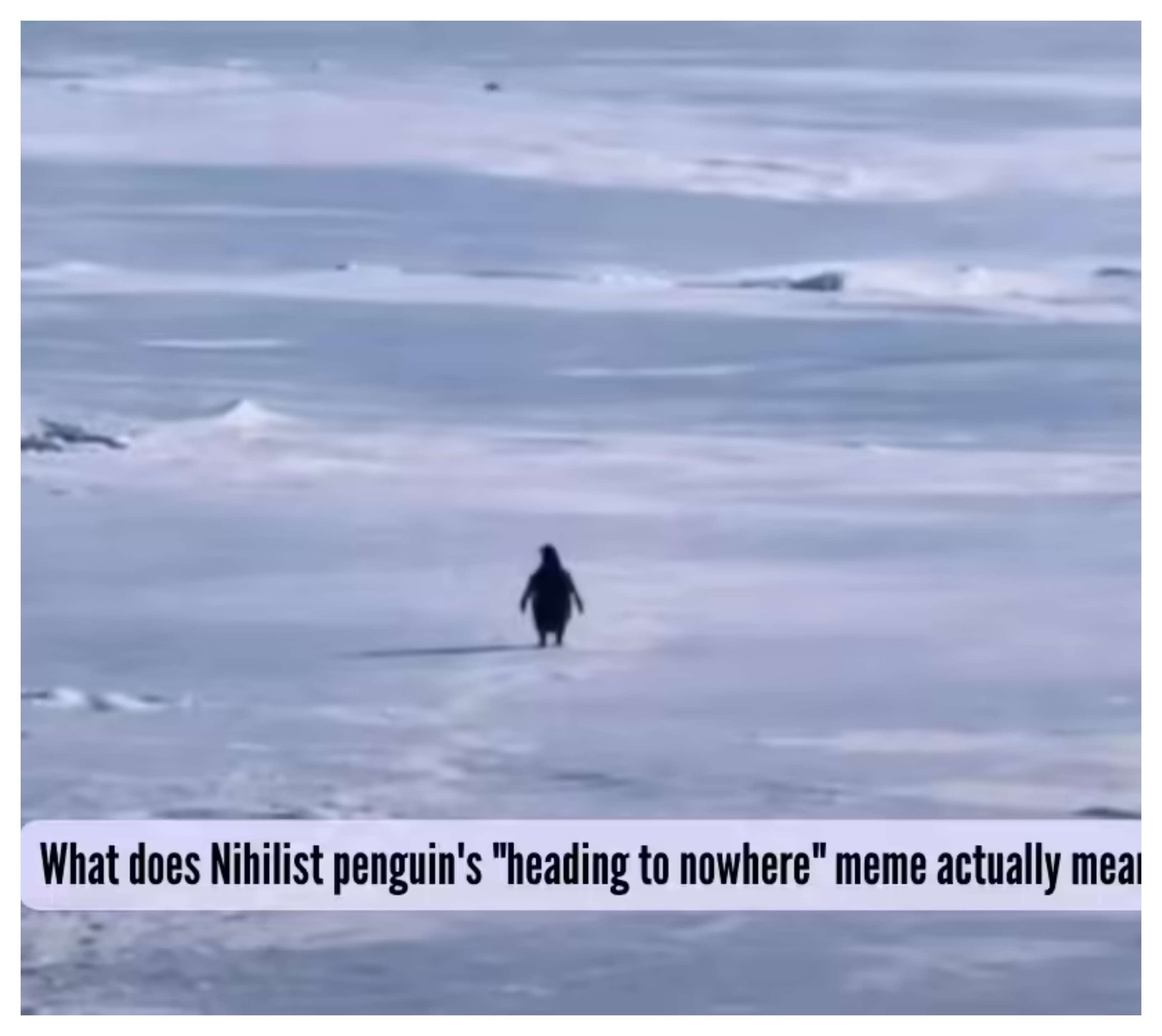 قصة البطريق الذي غادر القطيع وأشعل الترند