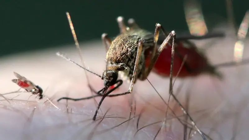 دواء تقليدي يظهر نتائج واعدة في علاج الملاريا الشديدة