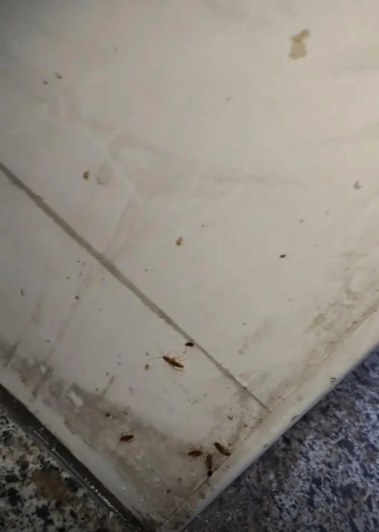 الغذاء والدواء تغلق مخبزًا في أحد المولات لوجود حشرات