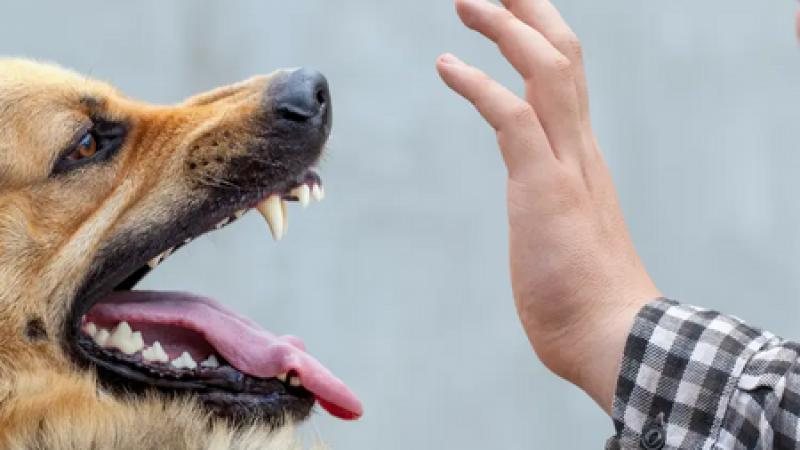 إصابة خمسة أطفال بهجوم كلب ضال في كفرعوان بإربد