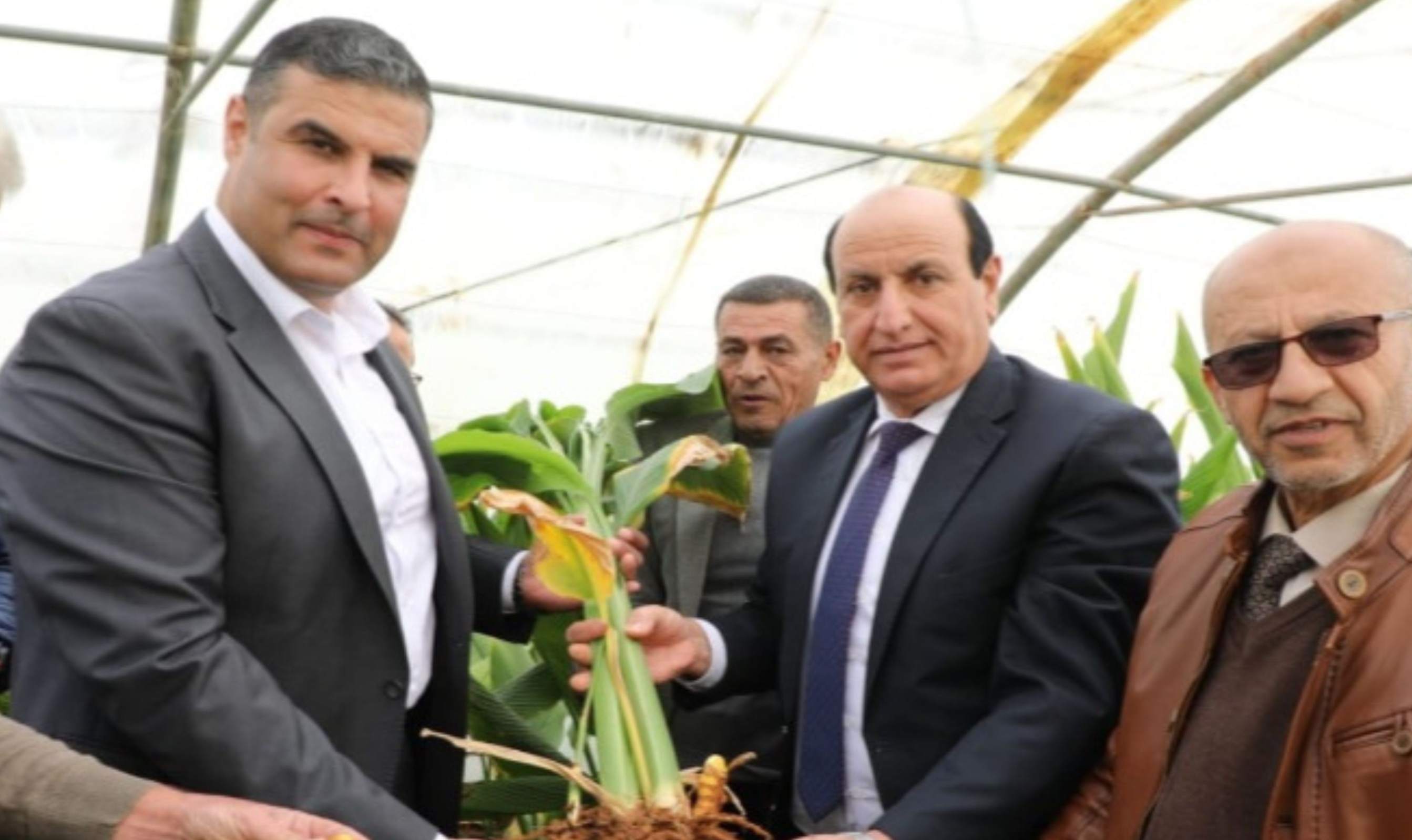 البحوث الزراعية ينظم يوما حقليا لحصاد الكركم 